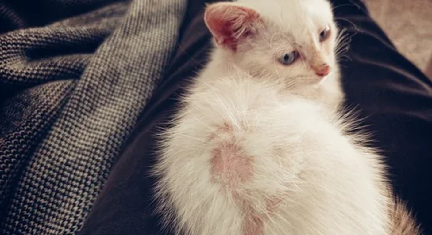 Cat with hair loss showing patchy fur?